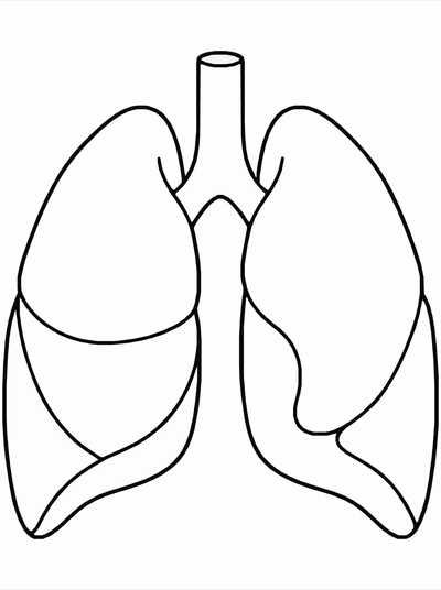 Free printable Human Lungs Coloring Page – Kids Anatomy Learning Printable coloring page