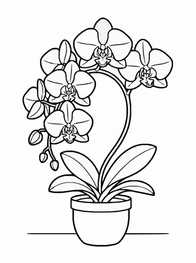 Free printable Orchid Flower Coloring Page coloring page