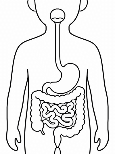 Free printable Digestive System Coloring Page – Kids Anatomy Learning Printable coloring page