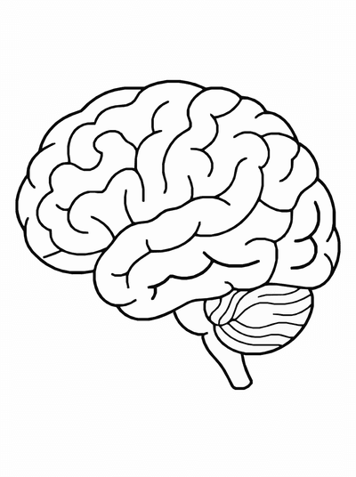 Free printable Human Brain Coloring Page – Kids Anatomy Learning Printable coloring page