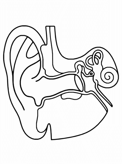 Free printable Human Ear Coloring Page – Kids Anatomy Learning Printable coloring page