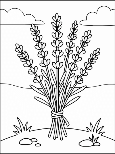 Free printable Lavender Flower Coloring Page coloring page