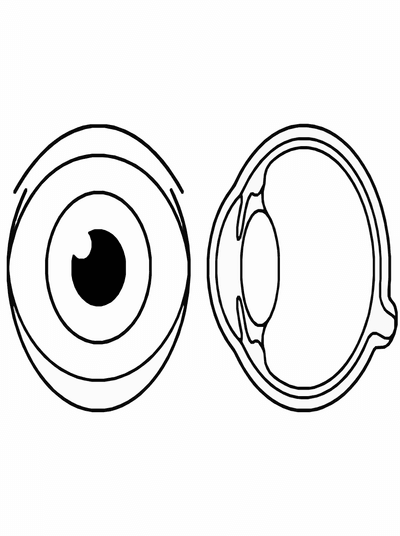 Free printable Human Eye Coloring Page – Kids Anatomy Learning Printable coloring page