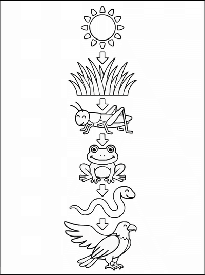 Free printable Food Chain Coloring Page – Nature Science Diagram Printable for Kids coloring page