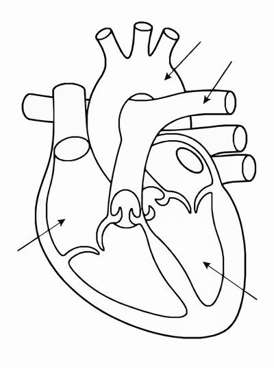 Free printable Human Heart Coloring Page – Kids Anatomy Learning Printable coloring page